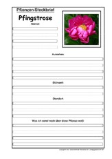 Pflanzensteckbrief-Pfingstrose.pdf